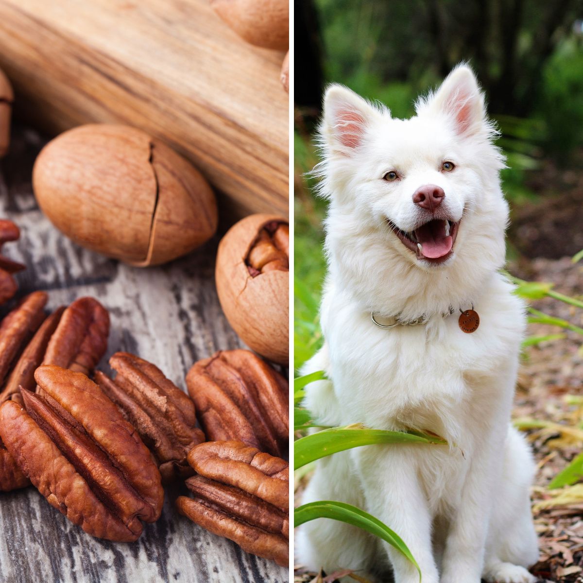 can dogs eat pecans